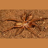 Segegara transvaalensis male